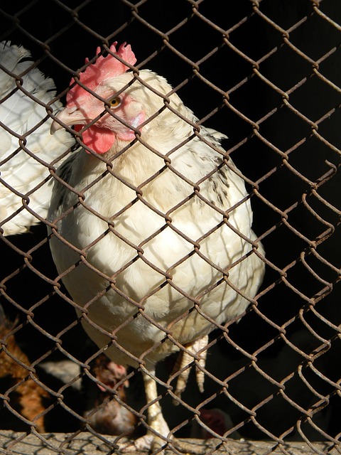 化為動力的 化為動力的